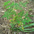 Moringa