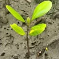 Weiße Mangrove