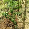 Neem