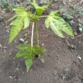 Papaya