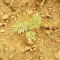 Grevillea