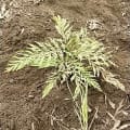 Grevillea