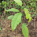 Cacao