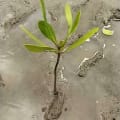 Mangrove Blanche