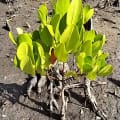 White Mangrove