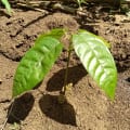 Cacao