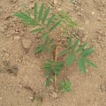 Tephrosia